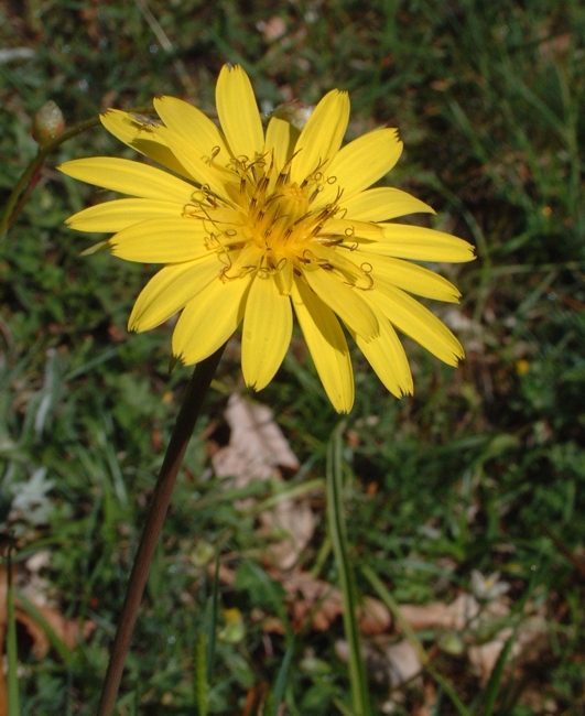 Tragopogon pratensis / Barba di becco